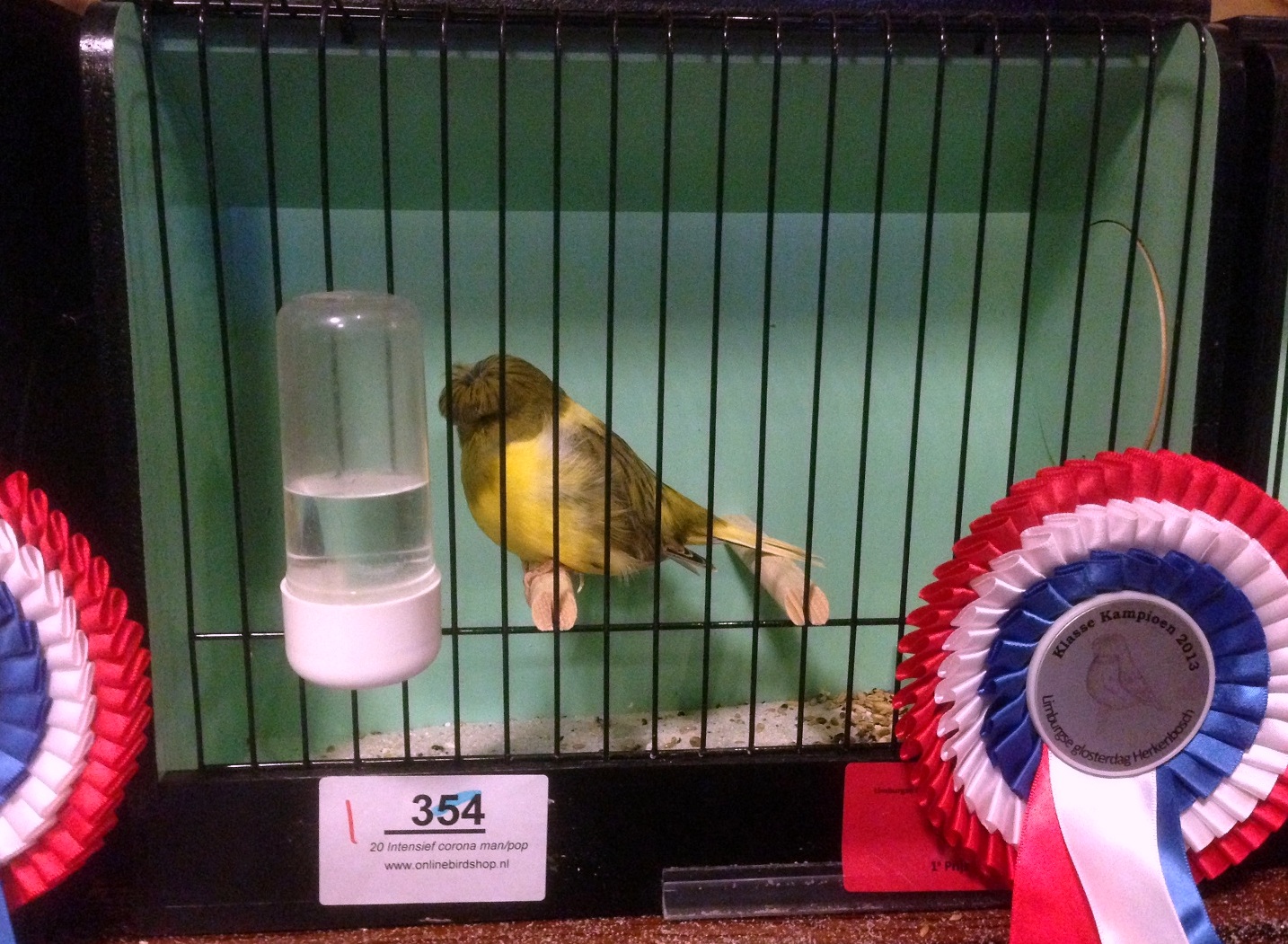 Gloster Corona intensiv