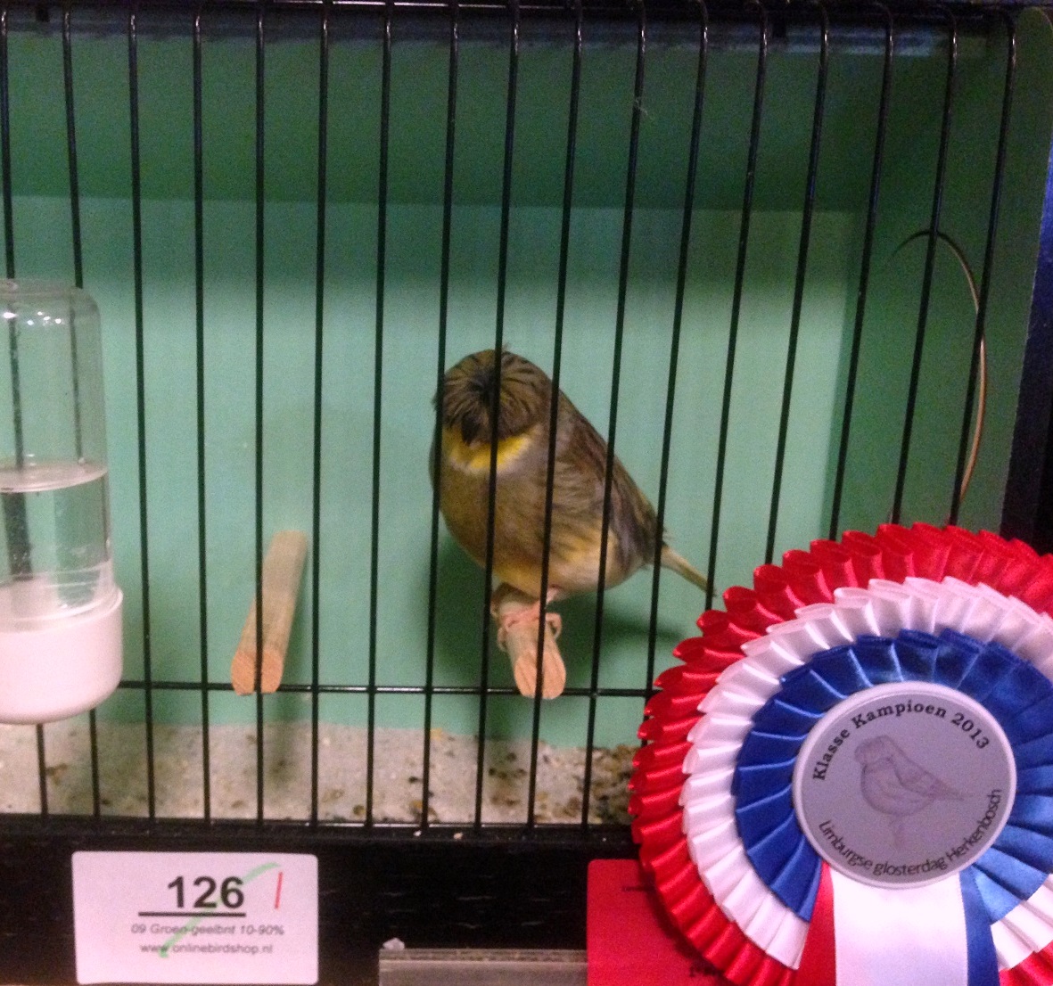 Glosterspezialschau in Herkenbosch, Niederlande 2013