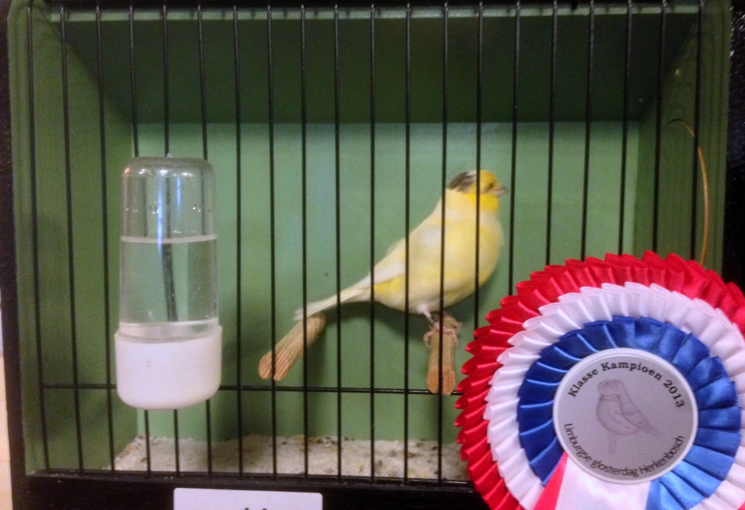 Glosterspezialschau in Herkenbosch, Niederlande 2013