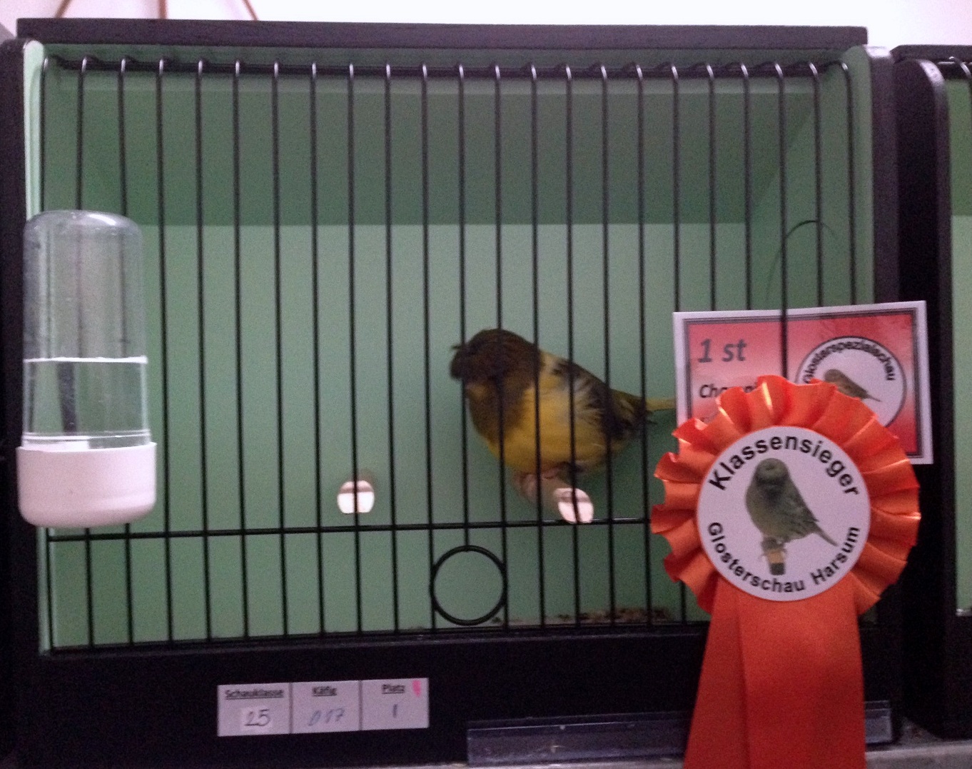 Glosterspezialschau in Harsum, Deutschland 2013