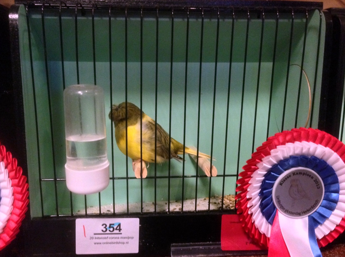 Glosterspezialschau in Herkenbosch, Niederlande 2013