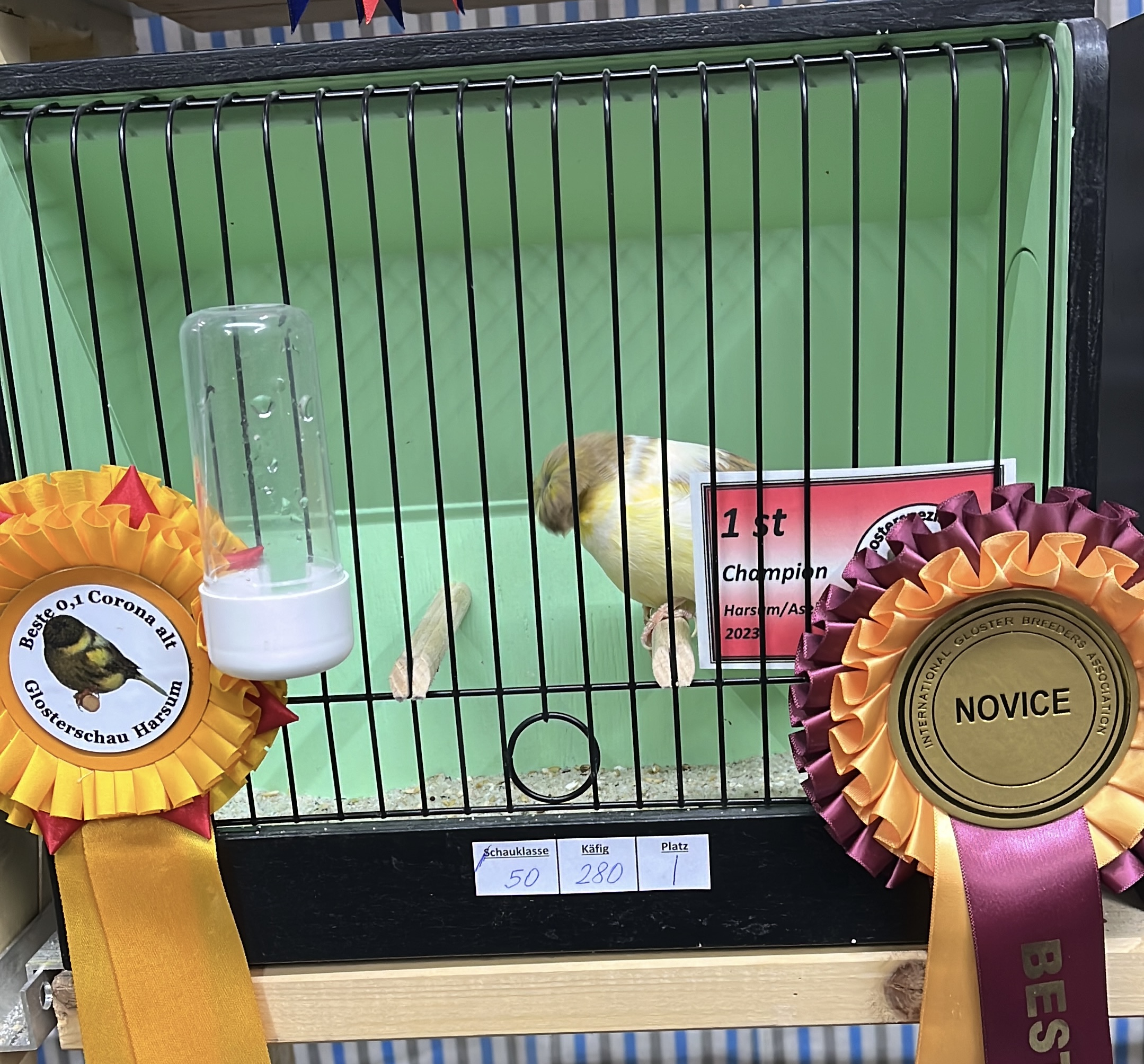 Beste Corona Henne Alt
Harsum 2023